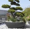 Bonsai Planter Landscape 2 - Material : Fiber Cement - Finish : Anthracite