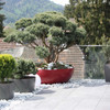 Bonsai Planter Landscape 4 - Material : Fiber Cement - Finish : Custom Red