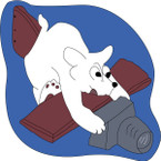 STICKER US ARMY AIR CORPS 14th Photo Recon SQ