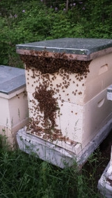 Making & Managing Splits & Nucs