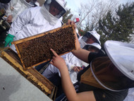 Open Hive Days with Master Beekeepers