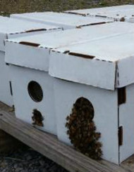 Live Bees & 8 Frame Complete Beginner Hive Kit, Assembled