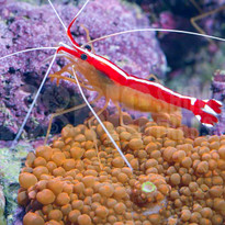 inverts bigshow frags