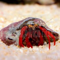 inverts bigshow frags