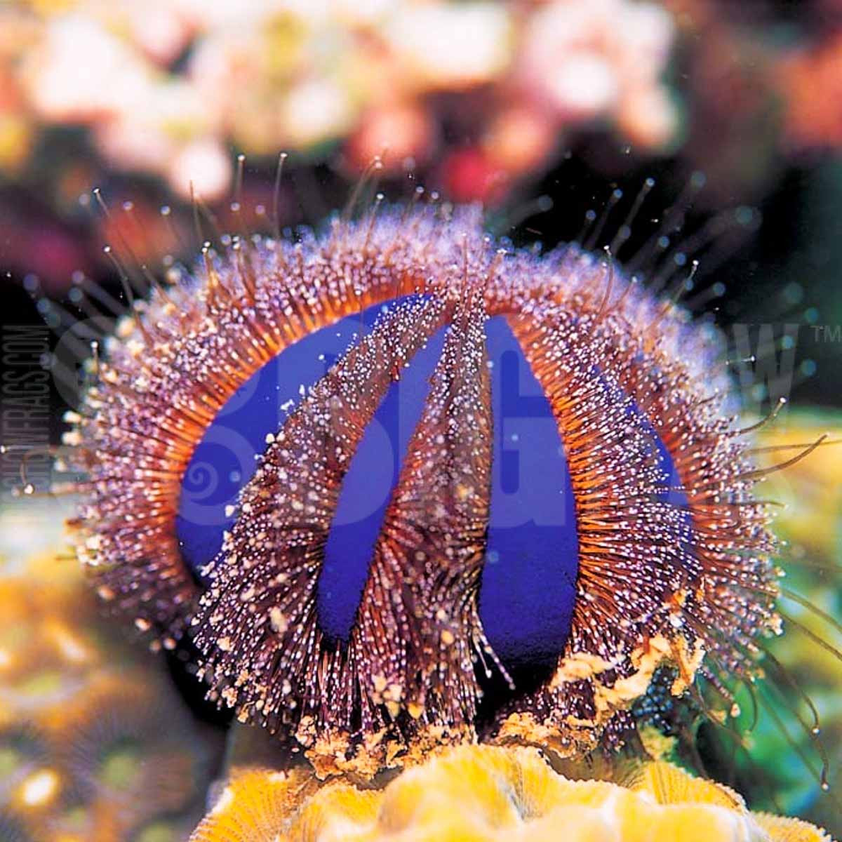 tuxedo urchin bigshow frags