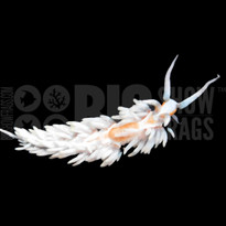 invertebrates products bigshow frags