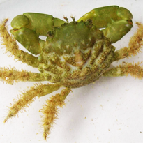 inverts bigshow frags
