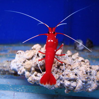 inverts bigshow frags