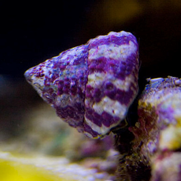 Banded Trochus Snail BIGShow Frags