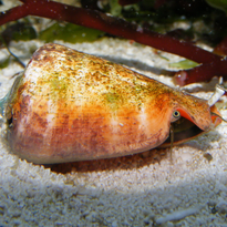tuxedo urchin bigshow frags