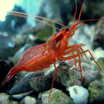 inverts bigshow frags