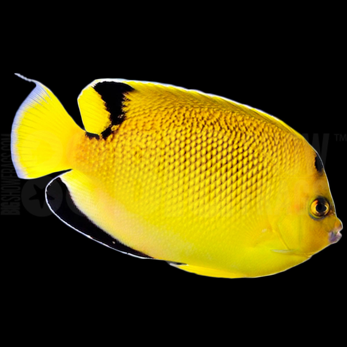 interruptus angelfish japanese saltwater