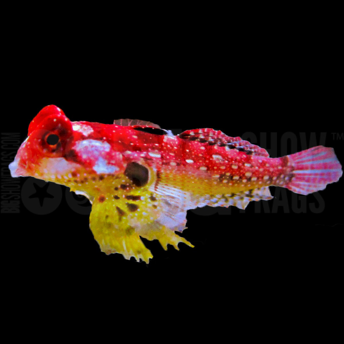 ruby red dragonet eating