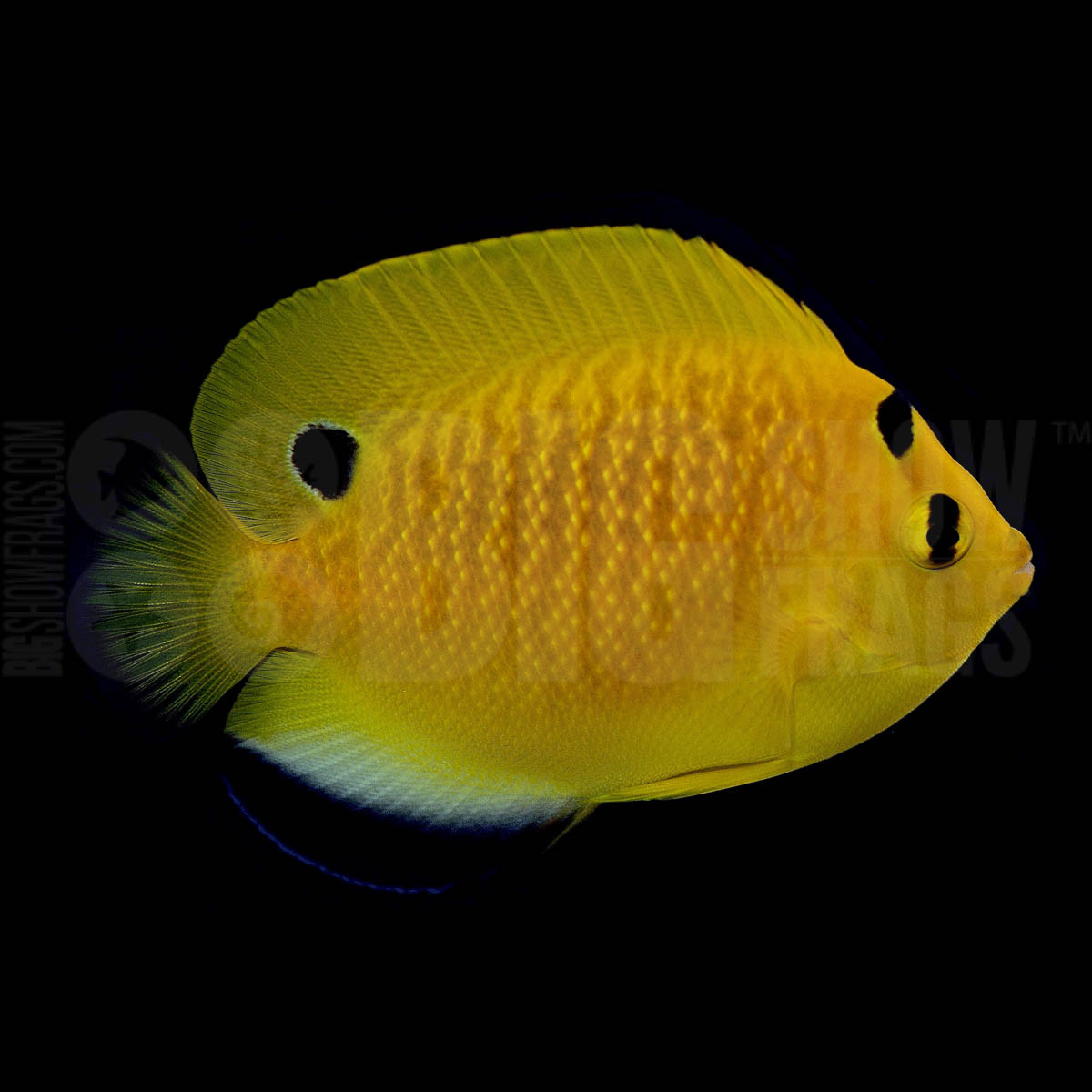 interruptus angelfish japanese saltwater