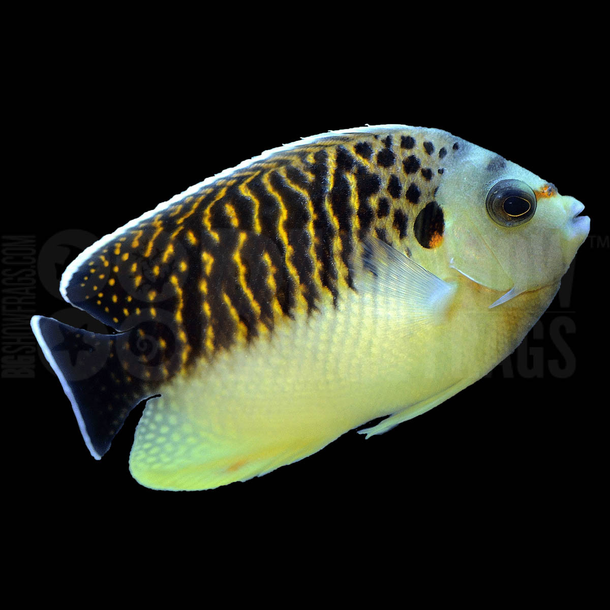 interruptus angelfish japanese saltwater
