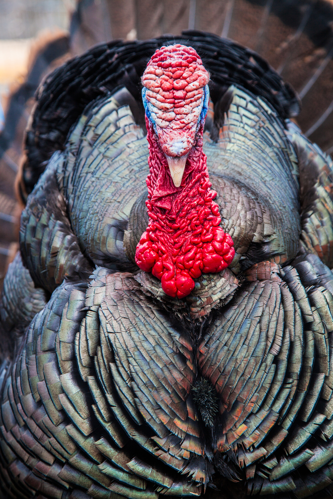 turkey-hunting-101.jpg