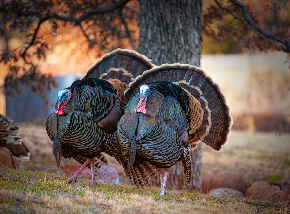 turkey-hunting-tips-.jpg