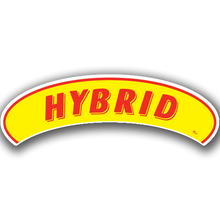 Vinyl Highlights Eyebrow Slogans "Hybrid" Red/Yellow 12/Pack