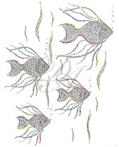 Ovrs524 - Group of Angel Fish