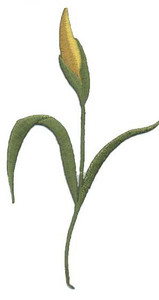 Ov8947 - Daffodils