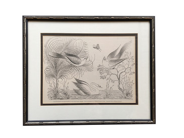 Williams and Packard Illustration Swan and Insect