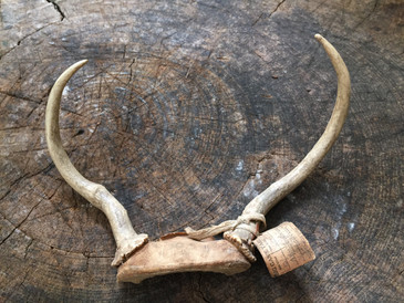 Authentic Vintage Antlers, 1968