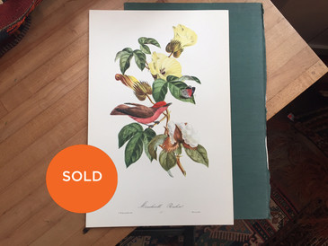 Brazilian Bird Print, 31