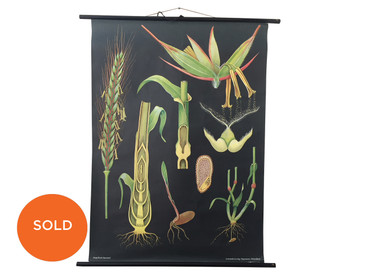 Vintage Botanical Chart, Rye Illustration