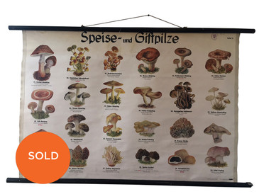 Vintage Chart, Edible & Poisonous Mushroom Illustration