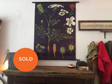 Vintage Chart, Wild Carrot Illustration