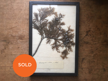 #16 Botanical Specimen Dated 1952 