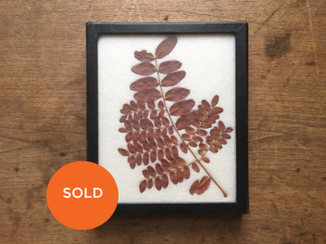 Vintage Frond Botanical Specimen