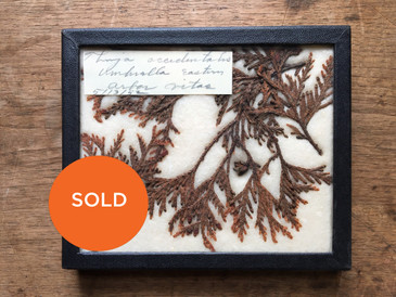 Thuja Occidentalis, Vintage Specimen