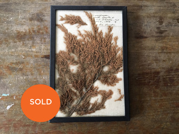 Juniperus, specimen collected by Lois Lampe