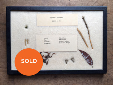 Thallophytes, Wheat Smut and Such, Vintage Specimens