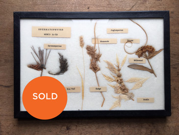 Spermatophytes, Sedge, Pine, Nettle...Vintage Specimens