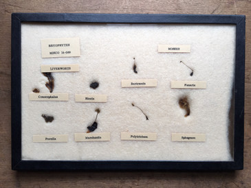Botanical Liverworts and Mosses, Vintage Specimens