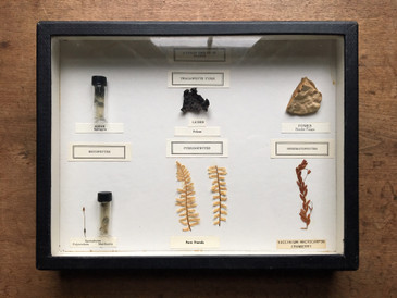 Botanical Specimens, "4 Great Groups of Plants"