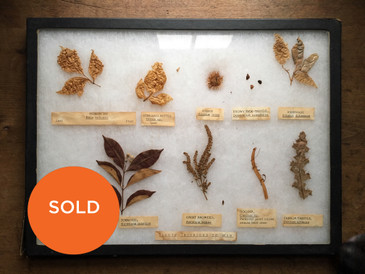 Vintage Botanical Specimens, "Plants Injurious to Man"