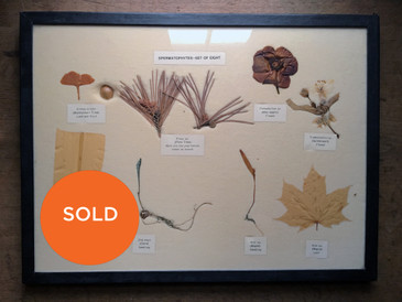 Vintage Botanical Specimens, "Spermatophytes set of 8"