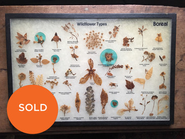 Wildflower Types, Vintage Botanical Specimen 