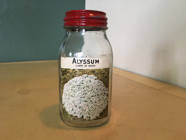 Mason Jar - Alyssum, Vintage SOLD
