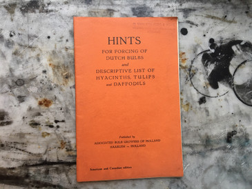 Hints for Forcing Dutch Bulbs, Holland 