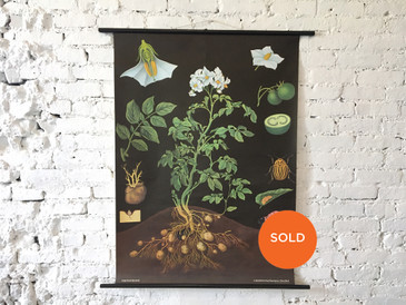 Vintage Educational Chart, Potato Illustration 