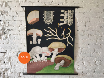 Vintage Educational Chart, Mushroom Illustration