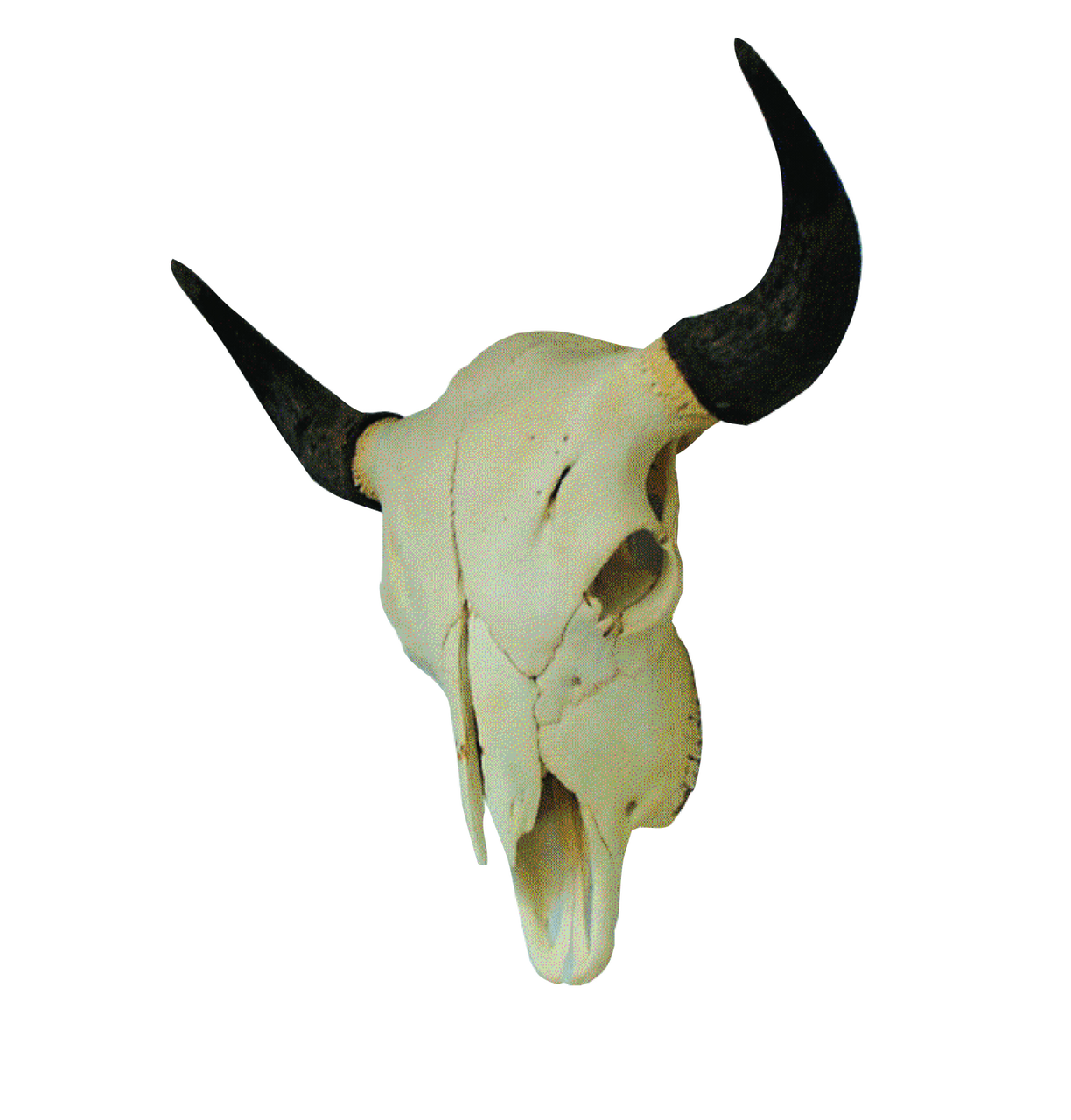 Skull - Buffalo - Biologyproducts.com