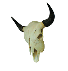 Skull - Buffalo