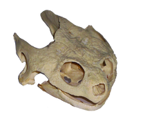 Skull - Snapping Turtle