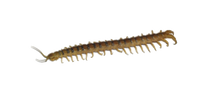 Centipedes - Unit of 10