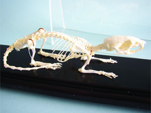 Skeleton - Rat